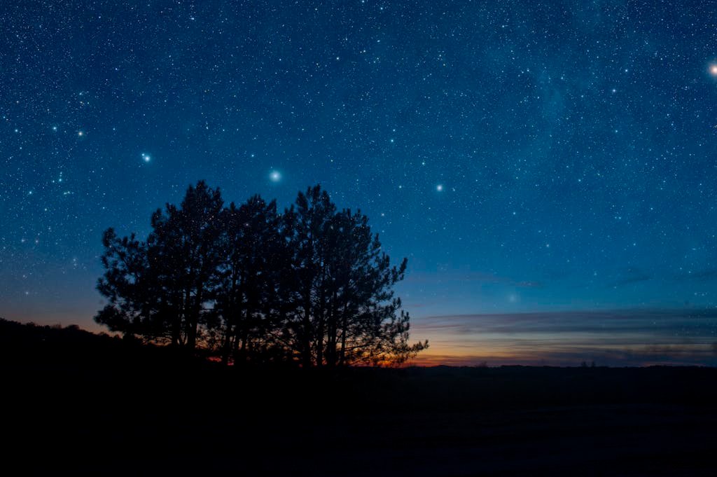 Silhouette of Trees during Nighttime